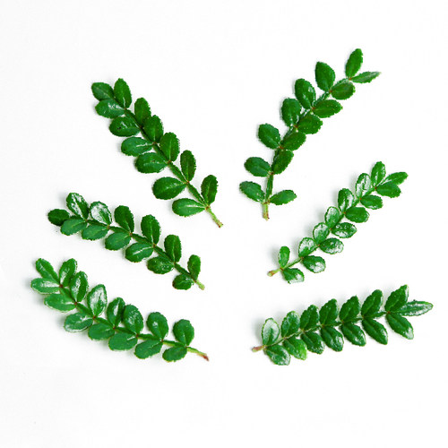 基地分链直供胡椒木量大供应趣味