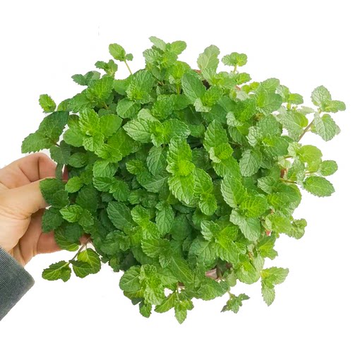 叶片薄荷蛋糕装饰提神醒脑