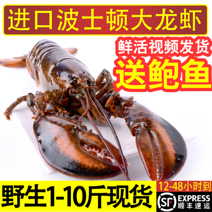 波士顿龙虾鲜活大龙虾特大波龙奥龙海鲜水产活体澳洲龙虾超大1斤