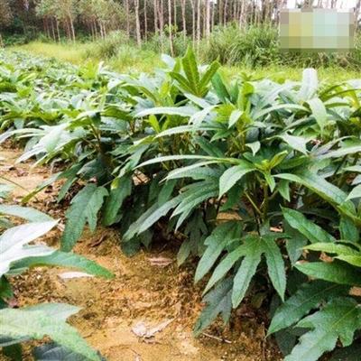 细叶五指毛桃苗好种易活的植物五指毛桃种植苗树苗南方种植庭院