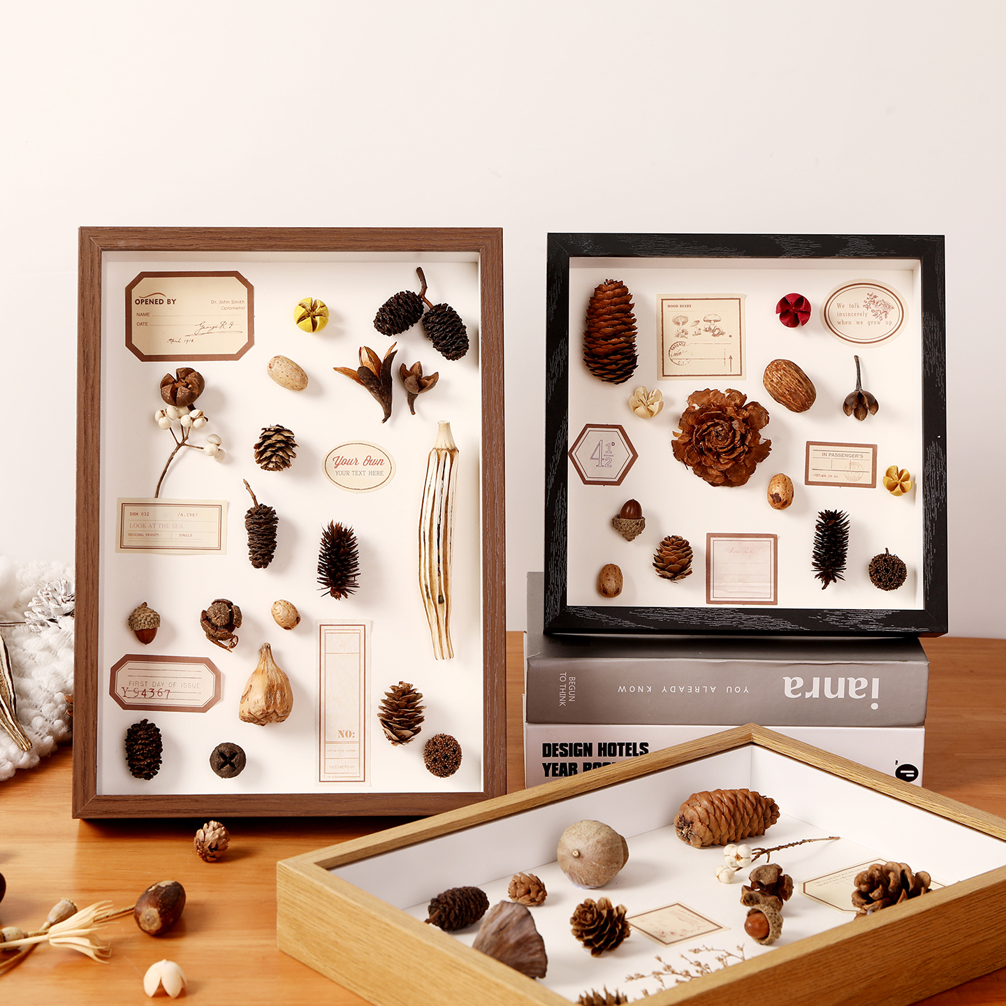 中空植物标本松果干花相框摆台diy蝴蝶保存贝壳昆虫展示落叶画框