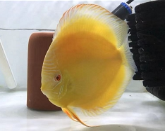 七彩神仙鱼苗活体中小型观赏热带燕鱼