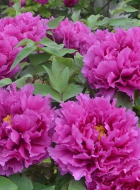 分株丛生徽州紫，10分枝以上，8年苗