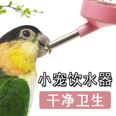 鹦鹉饮水器君羽鹦鹉干净卫生