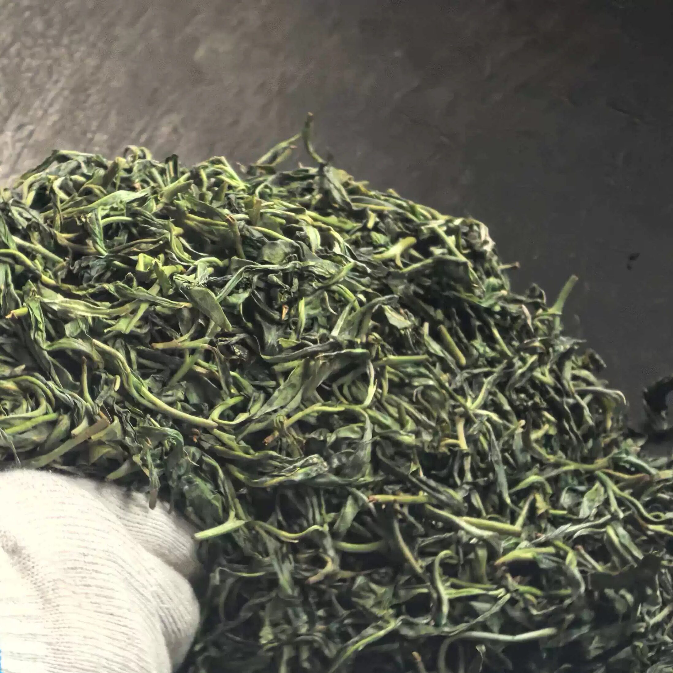 2026年冰岛乔木普洱生茶250g散茶兰花香冰糖甜