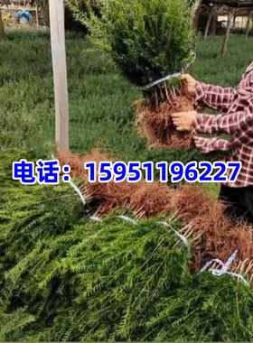 东北红豆杉籽播苗10cm-1米树苗曼地亚南方红豆杉露天苗占地征地苗