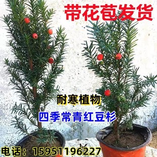 【带花苞发货】红豆杉树苗曼地亚盆栽公母树东北耐寒植物庭院植物
