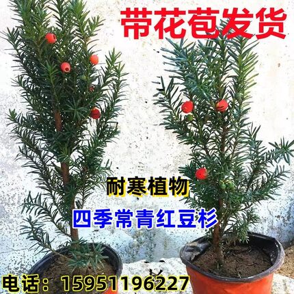 【带花苞发货】红豆杉树苗曼地亚盆栽公母树东北耐寒植物庭院植物
