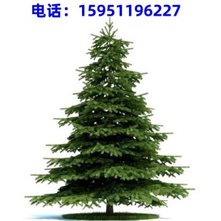 雪松树苗小苗庭院盆栽地栽绿植宝塔松南北方黑松树四季常青植物