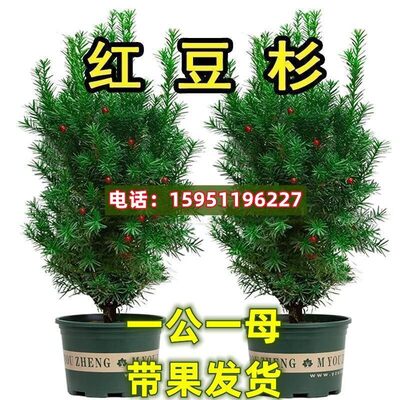 正宗红豆杉大树苗带果曼地亚盆栽室内外庭院北方耐寒植物好养花卉