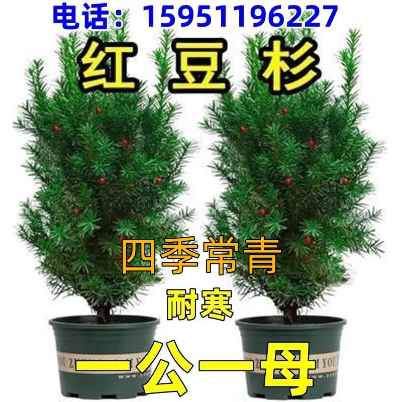 曼地亚红豆杉盆栽红豆杉树苗室内外花卉绿植盆景植物四季好养耐寒