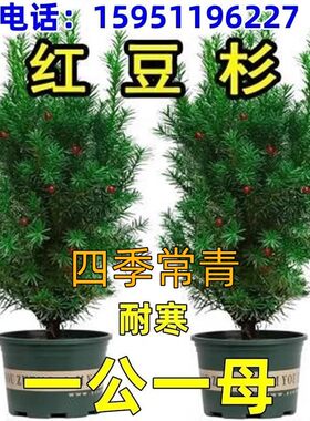 曼地亚红豆杉盆栽红豆杉树苗室内外花卉绿植盆景植物四季好养耐寒
