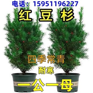 曼地亚红豆杉盆栽红豆杉树苗室内外花卉绿植盆景植物四季好养耐寒