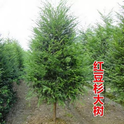 正宗红豆杉大树苗地栽曼地亚盆栽庭院耐寒别墅喜阴地栽盆景耐旱
