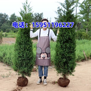 塔柏树苗柏树树苗侧柏树苗扁柏苗圆柏松树苗龙柏树苗陵园柏树松树