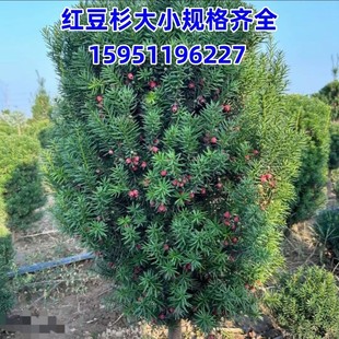 带果曼地亚红豆杉盆景树苗盆栽大树地栽庭院别墅室内客厅公母搭配