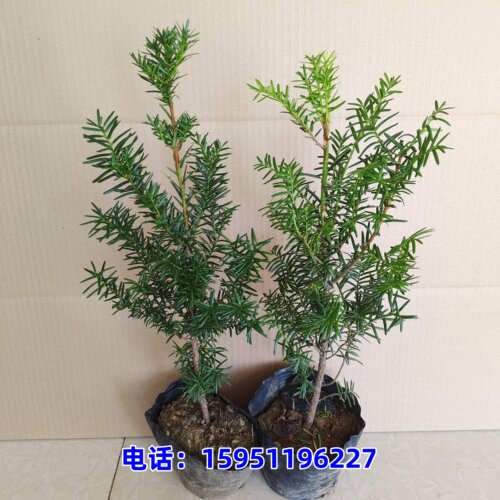 正宗红豆杉树苗南方红豆杉40-60厘米户外庭院东北红豆杉苗