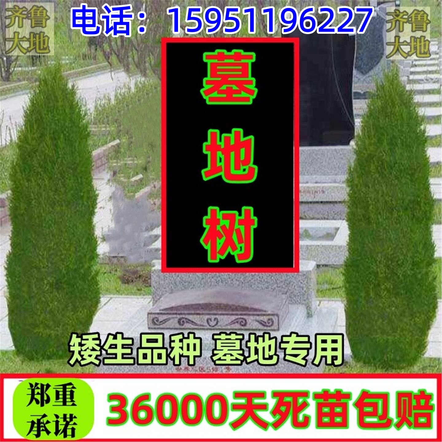 祭祖松树塔柏树苗松柏龙柏圆柏洒金柏四季长青耐寒耐旱带土发货
