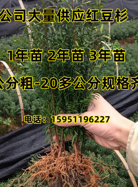 红豆杉小苗批发红豆杉树苗