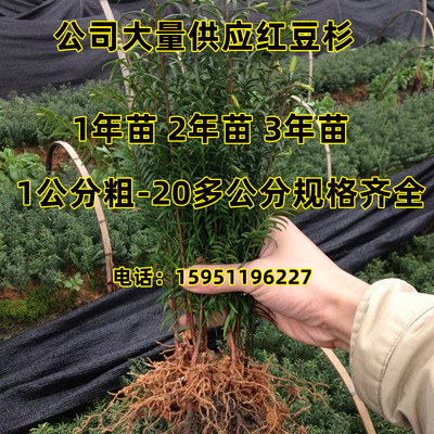 红豆杉小苗批发红豆杉树苗