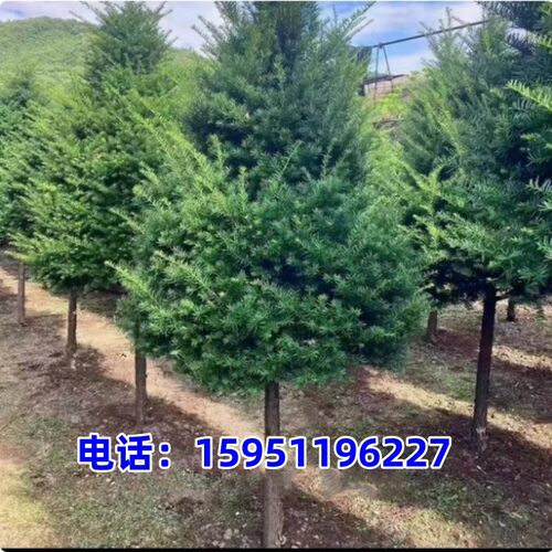 圣诞树型塔型红豆杉树苗盆栽树桩盆景绿植别墅庭院结果耐寒红豆杉
