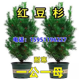 正宗红豆杉大树苗带果曼地亚盆栽室内外庭院北方耐寒植物好养花卉