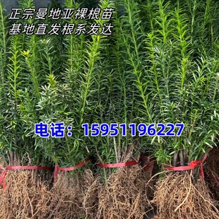 红豆杉树苗正宗曼地亚四季常青净化空气观赏绿植物耐寒红豆杉大树