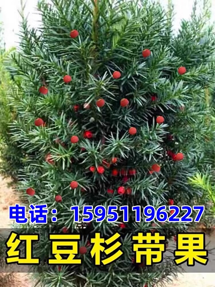 曼地亚红豆杉盆景耐寒植物北方栽