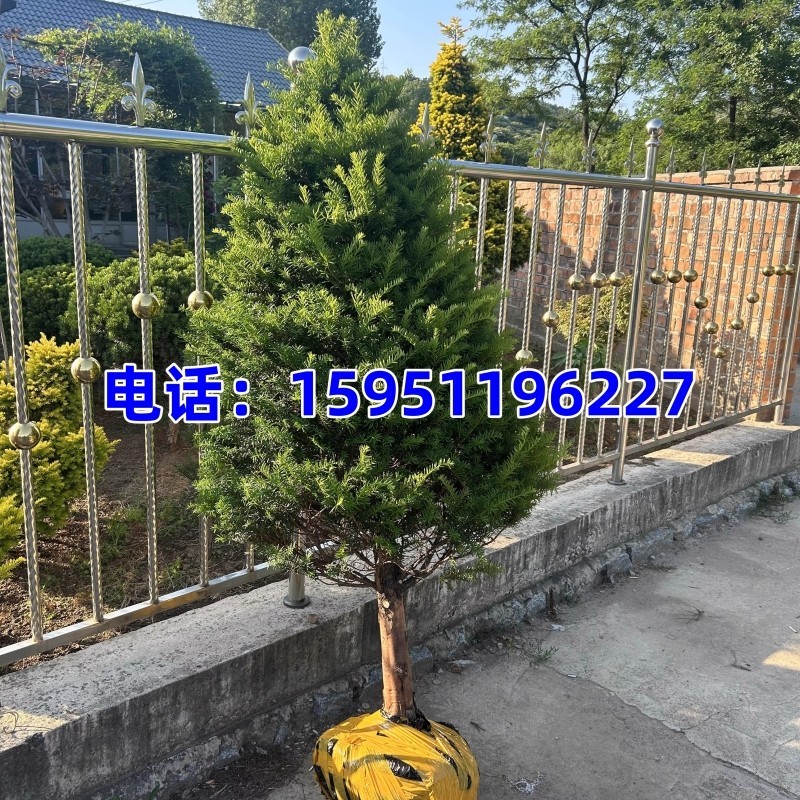 南方红豆杉树苗大树盆栽绿化室内
