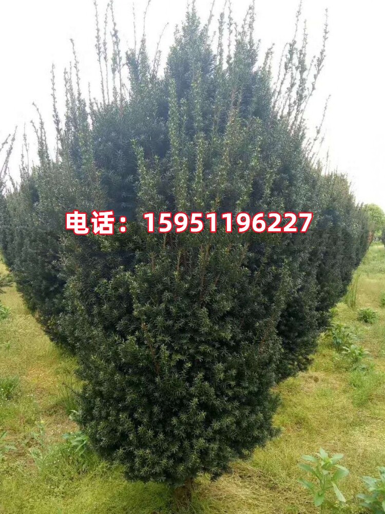 曼地亚红豆杉2米高大树室外栽植