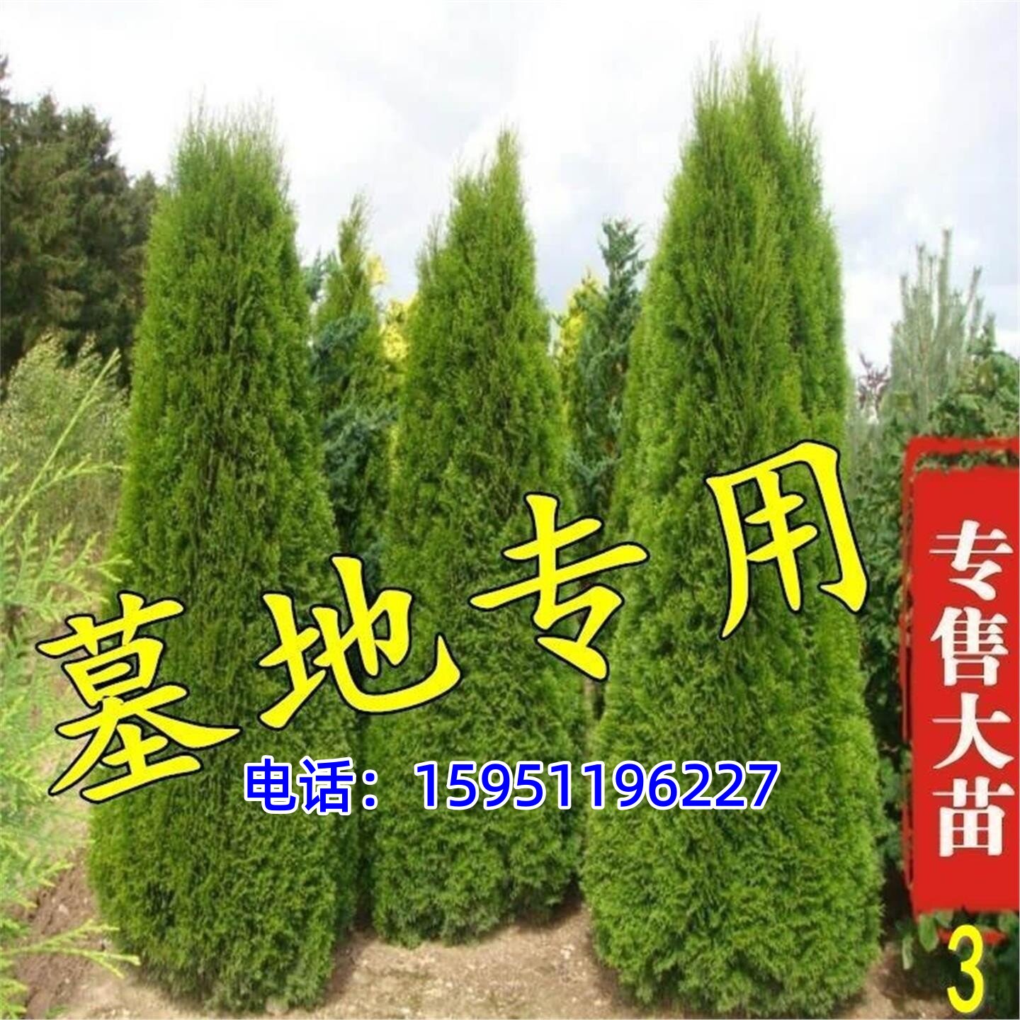 松柏树苗 龙柏苗 大树带土 塔柏侧柏圆柏宝塔松 墓地坟前柏树基地