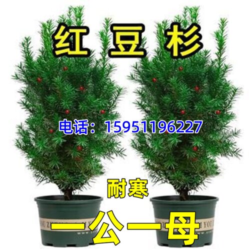 曼地亚红豆杉树苗一公一母室盆栽红豆杉树苗南北方四季好养红豆杉