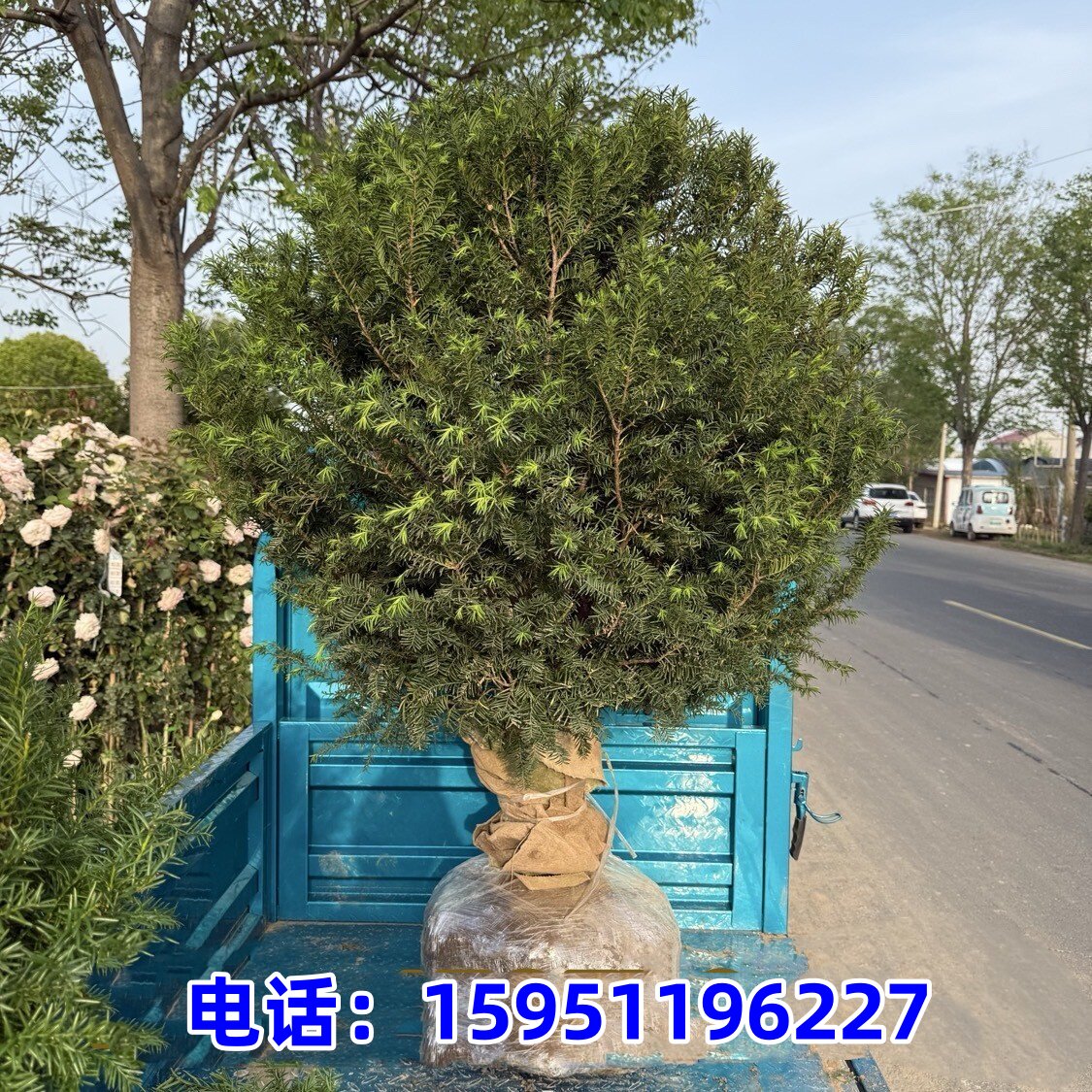 正宗红豆杉公母一对大树苗带果曼地亚地栽室外庭院南北方耐寒好养