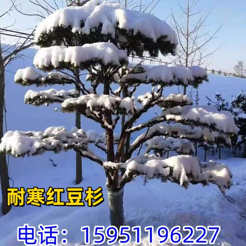 正宗红豆杉耐寒植物下大雪冻不死