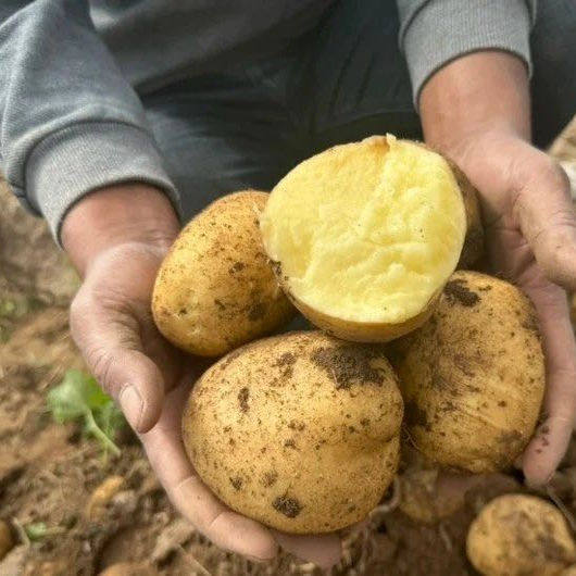 新疆吉木萨尔县开花土豆5斤±100克