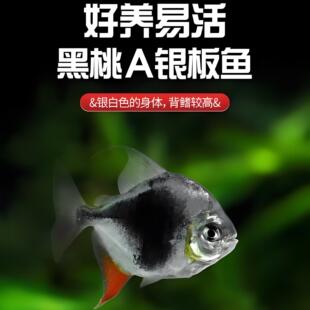 黑桃a鱼粗线银板群游龙鱼混养高端精品热带观赏鱼活好养易活包邮