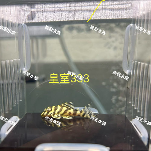【入缸不售后】皇室帝王迷宫L333异形鱼皇室血统基因稳定观赏鱼