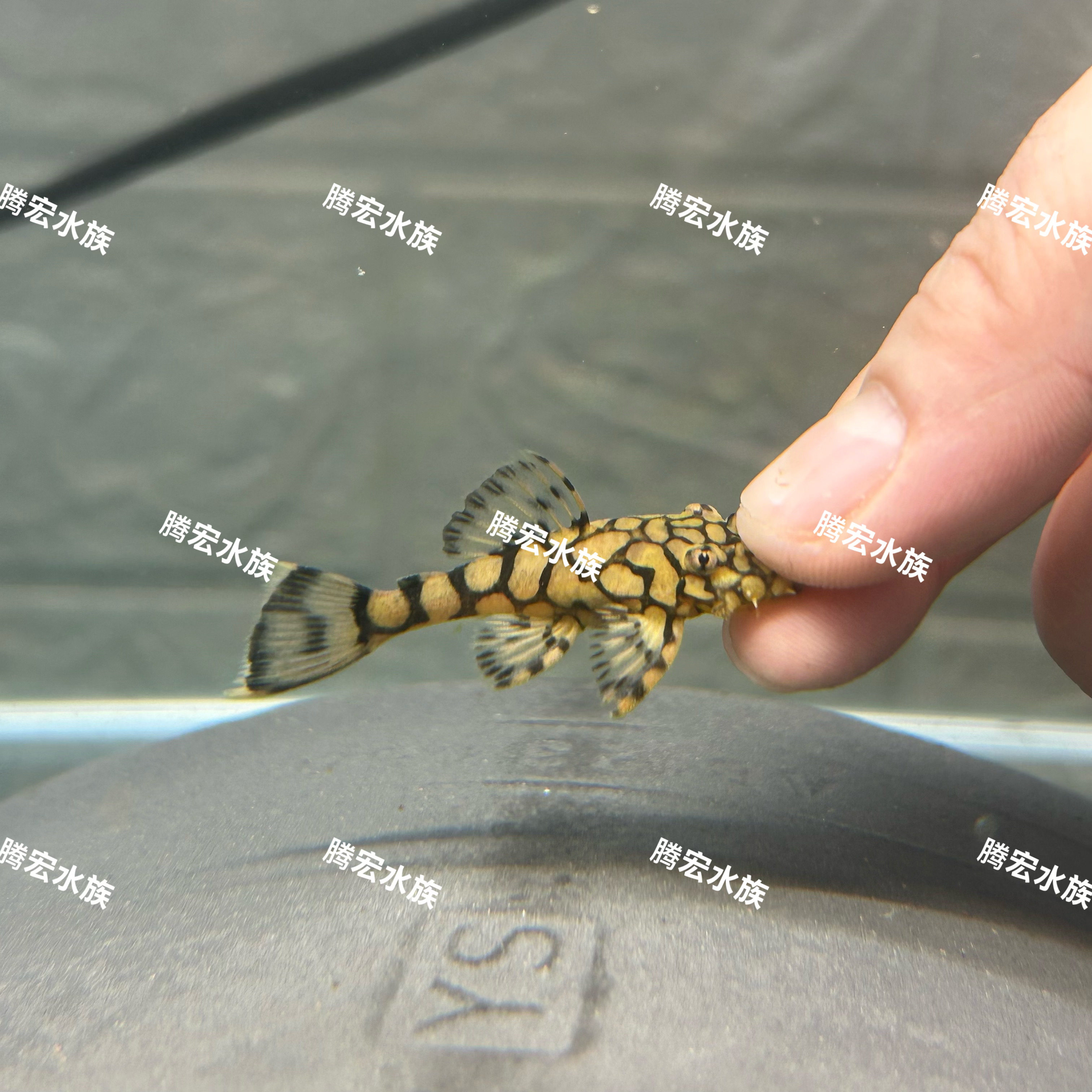 【入缸不售后】L519刀锋胡子观赏鱼异型鱼水族活体观赏热带淡水鱼