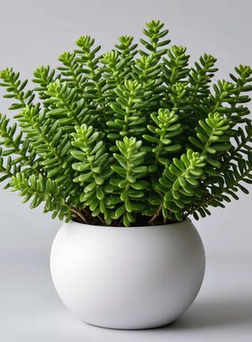 顺丰半枝莲种盆栽望江南野决明驱蛇花灭蛇草防蛇药材牙刷草四方草