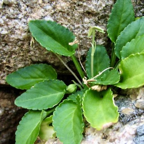 顺丰七星莲新鲜粉干人参菜野岩白菜仔秋浓白地王瓜香匍匐堇肾气草