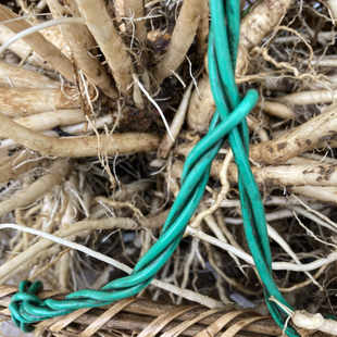 牛口刺新鲜野菜药膳马刺根刺蓟马蓟鸡姆刺煲炖汤食材鸡脚刺大蓟根