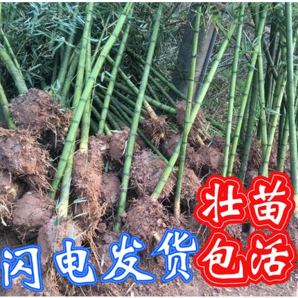 雷竹笋苗浙江冬笋春笋竹子绿植物食用菜竹南北方耐寒农科院高产