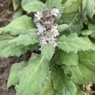 金疮小草苦草新鲜白毛夏枯草退散血草根干品磨粉苗种破血丹筋骨草
