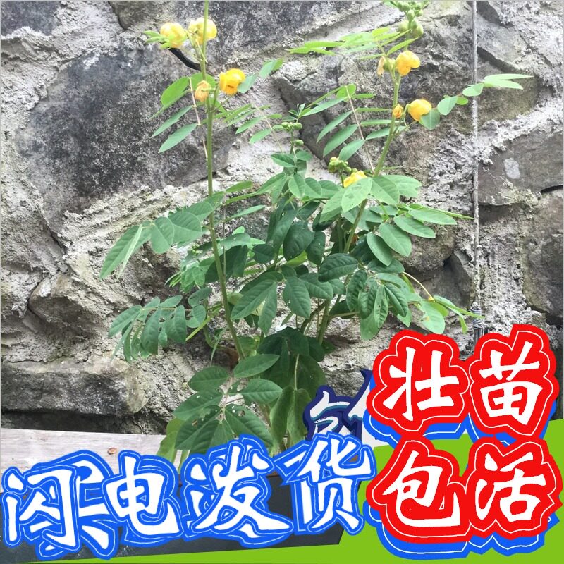 顺丰蛇灭门盆栽种苗望江南野决明驱蛇草灭蛇草防蛇凤凰草驱蛇植物
