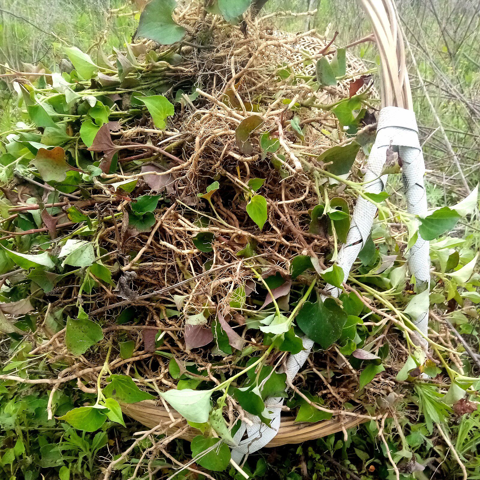 顺丰鱼腥草全草新鲜有红根狗心草折耳根狗点耳野菜根叶干茶粉苗种