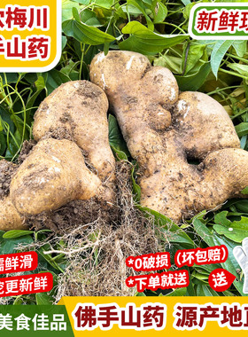 【新鲜现挖】武穴佛手山药梅川山药湖北黄冈蕲春手掌余川百元山药