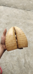 长度15-20厘米天然竹卦竹根羊角吿竹根圣杯竹