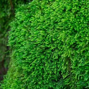 绿苔藓花盆里 小草铺面盆景造景青苔草皮假山植物鲜活附石台藓草