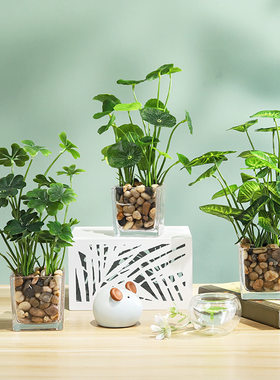 创意仿真绿植玻璃瓶盆栽摆件