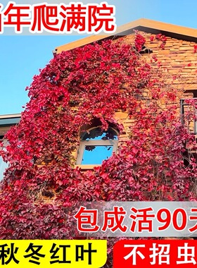 爬山虎苗爬藤植物室内阳台盆栽四季户外攀援花卉红色三叶爬墙虎苗